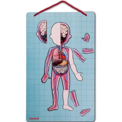Body Magnet L'Anatomie - 12 langues