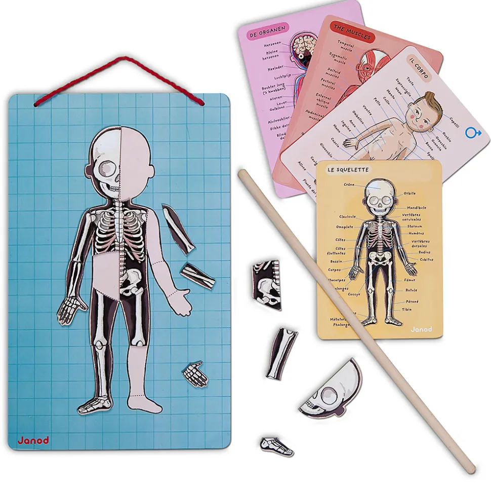 Body Magnet L'Anatomie - 12 langues
